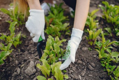 Crie uma horta em casa com 5 passos simples